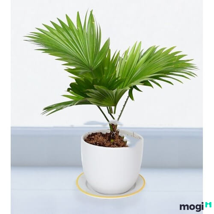 Các loại cây nên trồng trong nhà vệ sinh – Hình ảnh 4