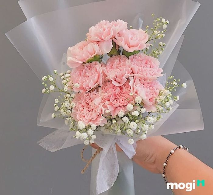 Hoa cẩm chướng vào ngày 20/11 biểu trưng cho sự tôn trọng và biết ơn đối với những người thầy cô đã dìu dắt, cống hiến cả cuộc đời cho sự nghiệp giáo dục.