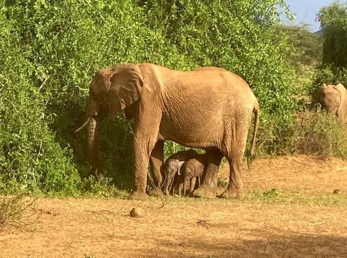 The twin elephants still do not have names as of yet.