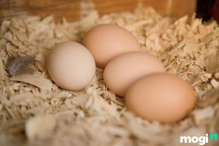 Bảo quản trứng gà bằng trấu hoặc mùn cưa