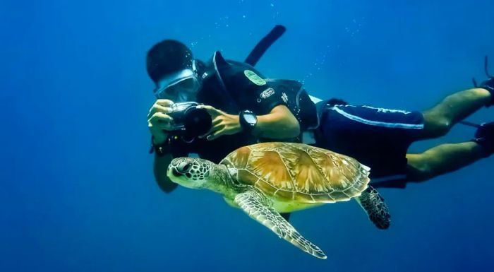 The green sea turtle – a creature that has existed for over 120 million years and continues to thrive.