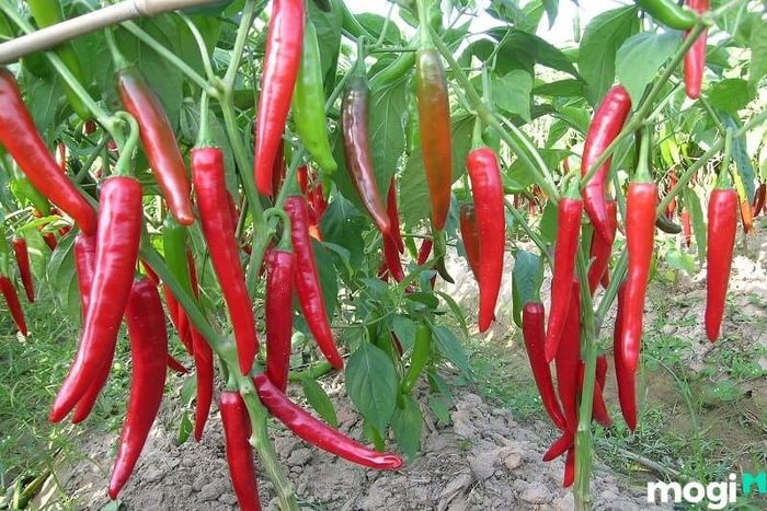 Để chọn ớt cay, bạn nên tìm những quả có màu sắc đậm hơn.