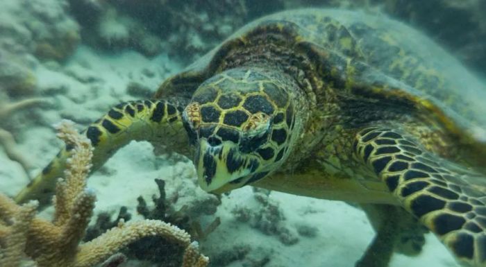 Hawksbill sea turtle – much better off swimming in the sea than adorning your arm, don't you agree?