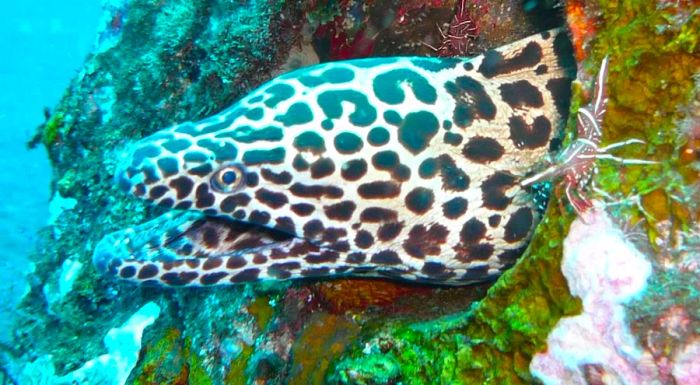 A moray eel is just one of the thousands of marine species found in the waters of Tulamben.