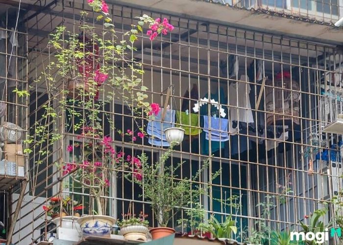 Mẫu chuồng cọp ban công đẹp được trang trí thêm vài cây hoa giấy tạo không gian xanh mát.
