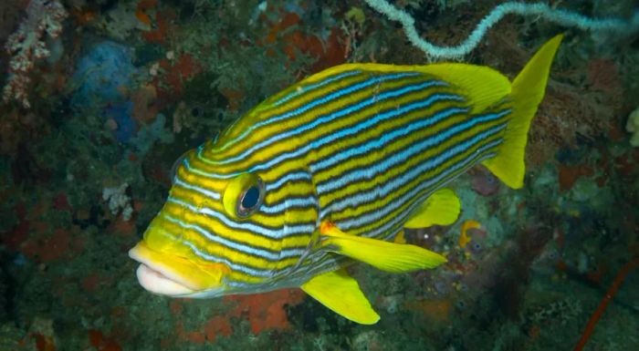 Ribboned sweetlips – its vibrant colors and distinctive pattern evolve as it matures.