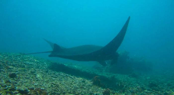 Komodo – with strong currents and depths reaching 40 meters, this site is best suited for experienced divers.