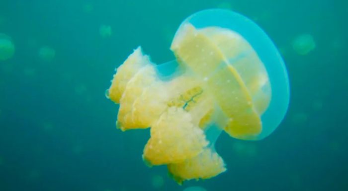 Stingless jellyfish – beautiful but completely harmless.