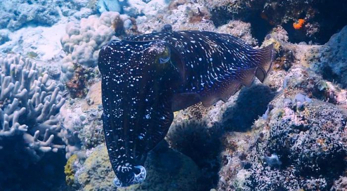 Cuttlefish – the chameleons of the ocean.