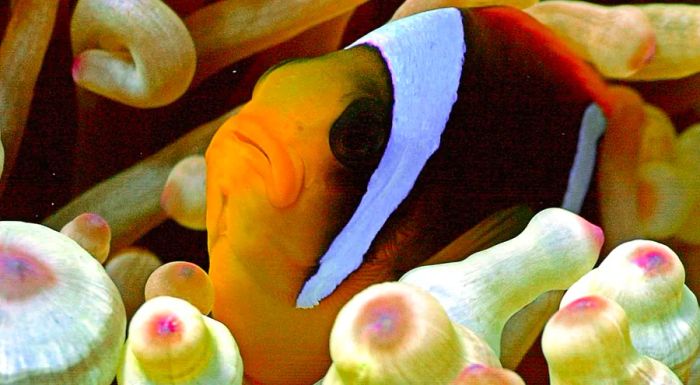 Clownfish are immune to the sting of anemone toxins, but they are not invincible when it comes to the threats of climate change.