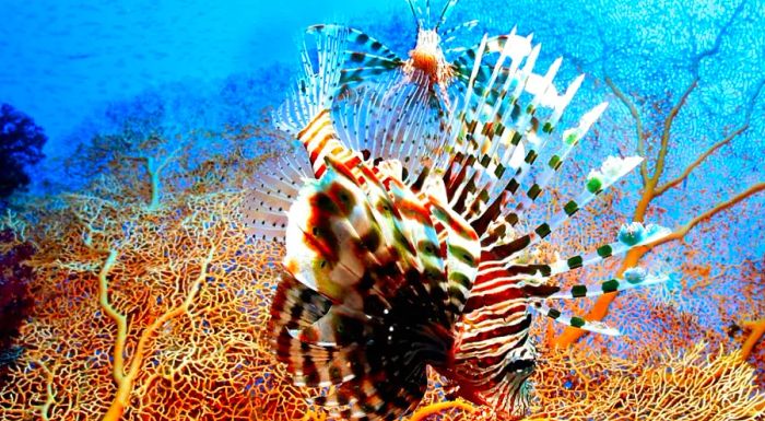 Red lionfish – often viewed as a nuisance, but undeniably stunning.