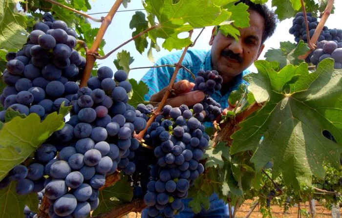 Grover Vineyards, located in Gundamgere, about 36 miles north of Bangalore.