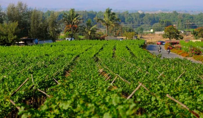 Sula Vineyard, located in Nashik.