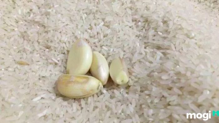 Phương pháp diệt mọt gạo