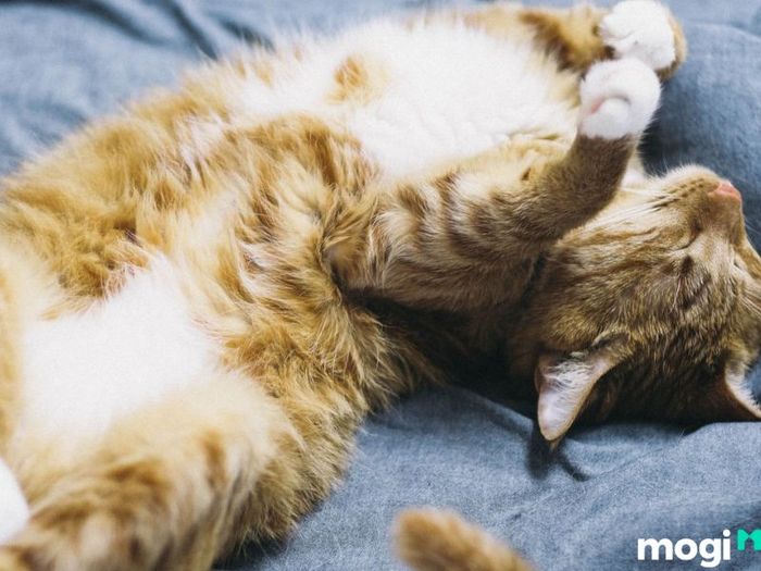 Cách tẩy keo dính chuột