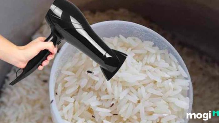 Phương pháp diệt mọt gạo