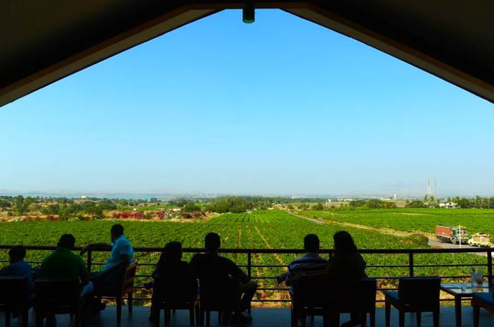 The Sula Vineyard in Nashik, located about 103 miles from Mumbai.