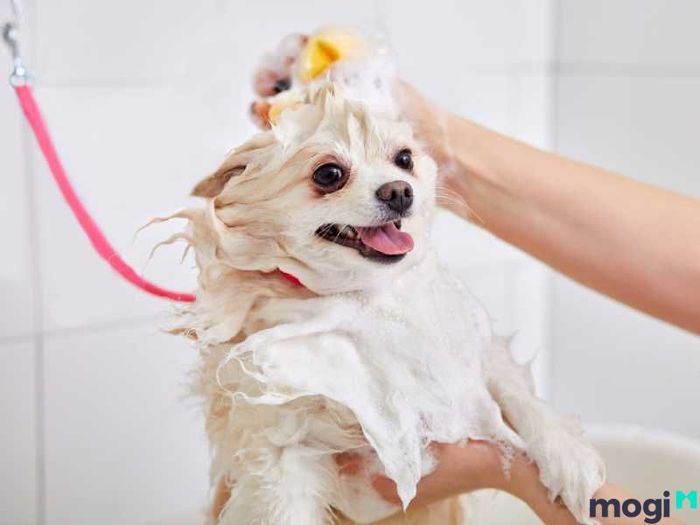 Cách tẩy keo dính chuột