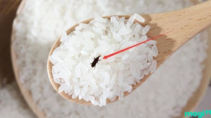 cách diệt mọt gạo