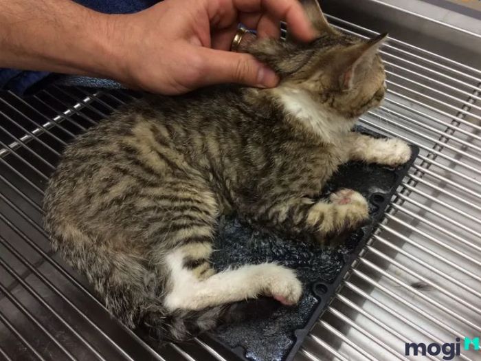 Cách tẩy keo dính chuột