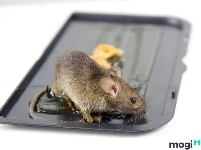 các phương pháp làm sạch keo dính chuột