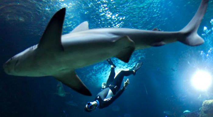 The tank where guests will stay is home to 35 sharks.