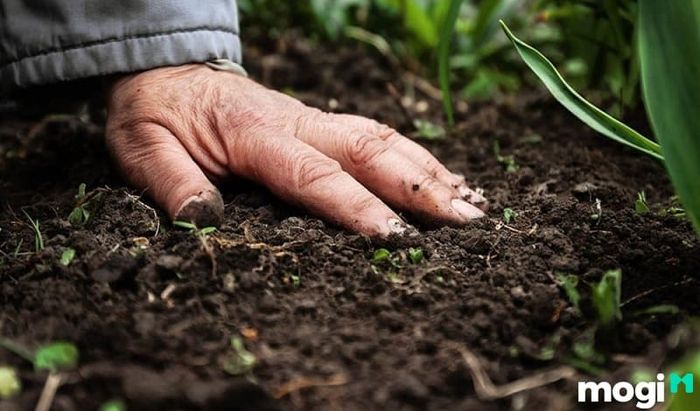 Đất thịt có độ thoáng khí khá cao, giúp hỗ trợ sự phát triển của cây trồng.