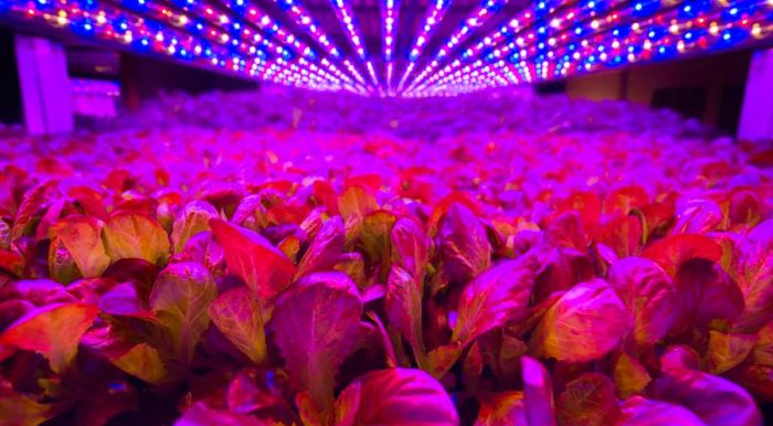 Located in an industrial area of Newark, NJ, AeroFarms claims the title of the world’s largest vertical farm.