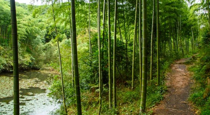 A bamboo forest in Moganshan, China.