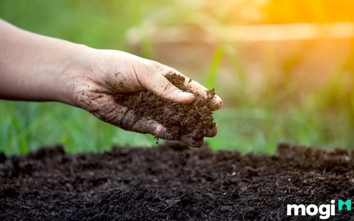 Cải tạo đất thịt là gì? Đây là quá trình bổ sung các chất dinh dưỡng để cải thiện chất lượng đất, giúp đất trở nên màu mỡ và phù hợp với các loại cây trồng.
