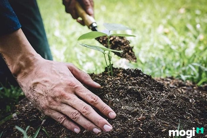Cấu trúc của đất thịt phù hợp với một số loại cây nhất định, tùy vào đặc điểm của từng giống cây trồng.