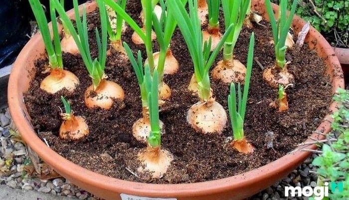 Kết cấu đất thịt trung bình được xem là lý tưởng nhất cho việc canh tác và trồng cây.