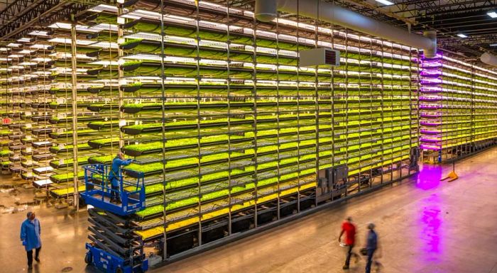 This indoor farming method uses 95% less water compared to traditional field farming and delivers significantly higher yields.