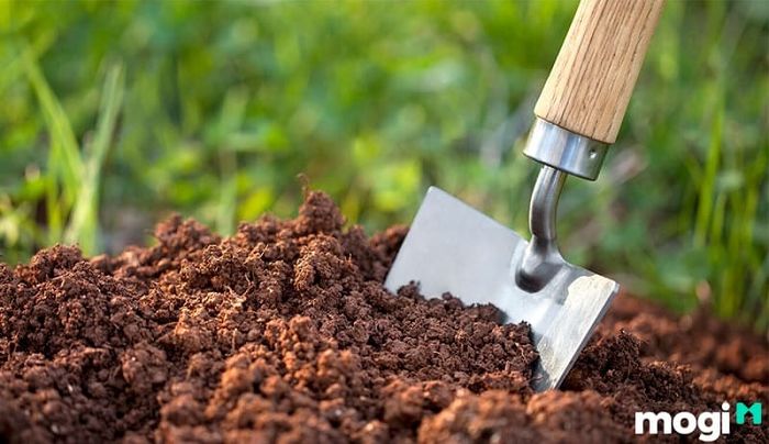 Độ phì nhiêu của đất thịt chỉ đạt mức trung bình, không quá cao.