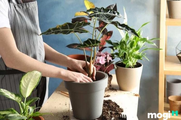 Trong các loại đất thịt, đất thịt trung bình là sự lựa chọn lý tưởng nhất cho nhiều loại cây trồng.