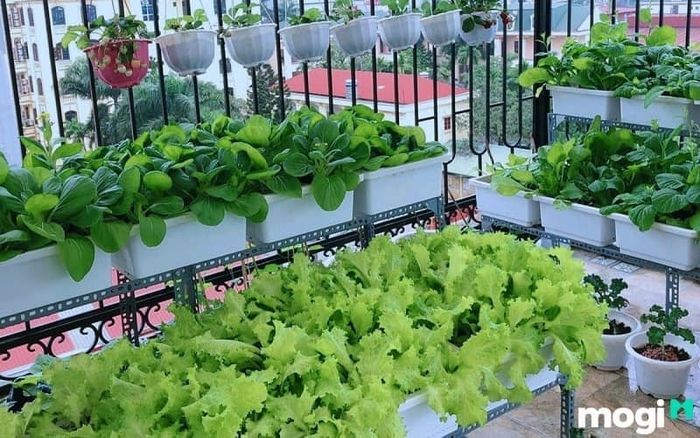 Đất thịt là gì? Đây là loại đất rất phổ biến trong lĩnh vực nông nghiệp.