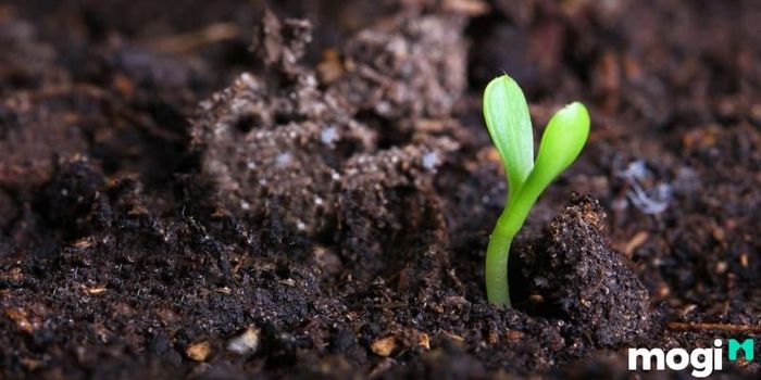 Ưu điểm của đất thịt là gì? Đất thịt có sự hiện diện của các vi sinh vật có lợi giúp cây trồng phát triển khỏe mạnh.
