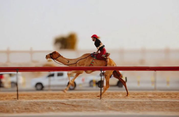 A rider from the Arabian Desert Camel Riding Center competing in a women’s camel race.