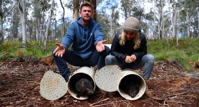 Actors Chris Hemsworth and Elsa Pataky participated in the release of Tasmanian devils into the wild on the Australian mainland.