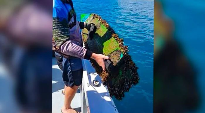 The board was discovered by two brothers, its surface covered in barnacles.