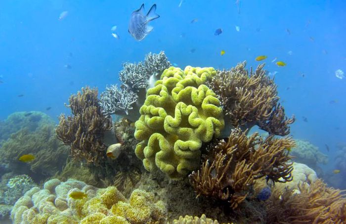 Fish swim among the vibrant coral of Australia's Great Barrier Reef, captured on September 22, 2014.