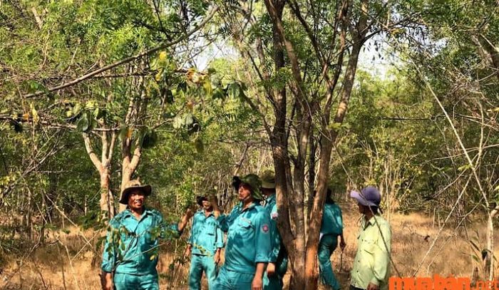 Quản lý tài nguyên rừng là một phần không thể thiếu trong ngành quản lý tài nguyên môi trường, góp phần quan trọng vào bảo vệ và phát triển bền vững rừng