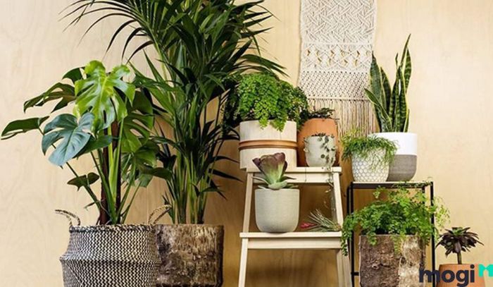 Việc trồng cây xanh trong phòng đọc sách không chỉ tạo sự hài hòa mà còn mang lại một môi trường thư giãn và dễ chịu.