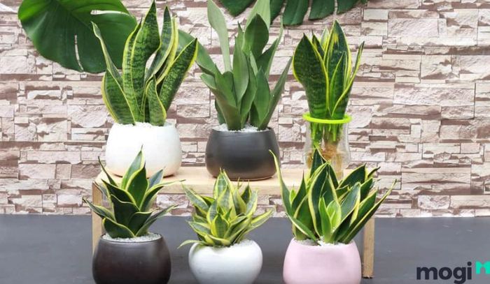 Bạn có thể chọn cây lưỡi hổ, cây Lan Ý và nhiều loại cây khác để trang trí phòng đọc sách thêm phần sinh động.
