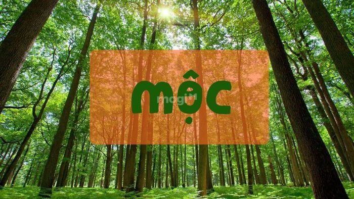 Mệnh Mộc nên chọn màu sơn nào? Tìm hiểu tổng quan về người mệnh Mộc