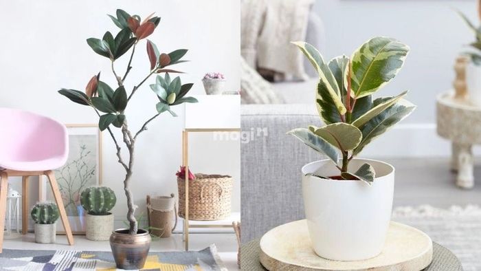 Đa Búp Đỏ là một trong những lựa chọn tuyệt vời cho câu hỏi mệnh Thổ nên trồng cây gì
