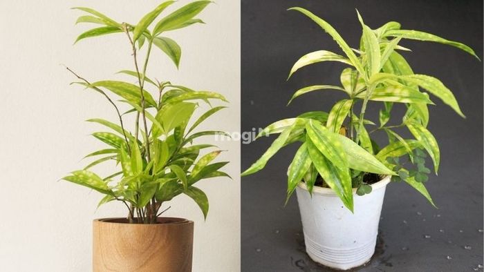 Trúc Nhật Vàng là cây phong thủy lý tưởng cho người mệnh Thổ khi lựa chọn cây hợp mệnh