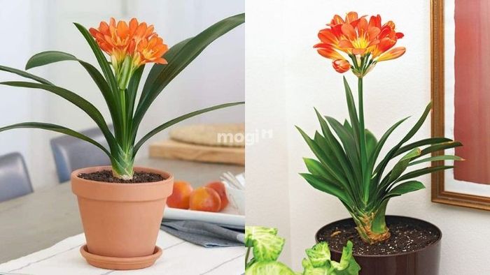 Cây Lan Quân Tử mang sắc cam tươi mới, phù hợp cho người mệnh Thổ