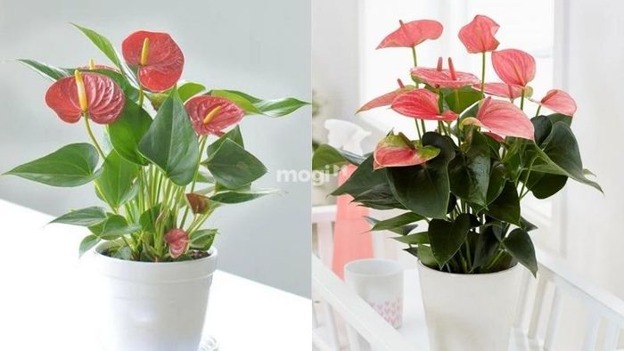 Hồng môn là loài cây lý tưởng cho người mệnh Hỏa và Thổ
