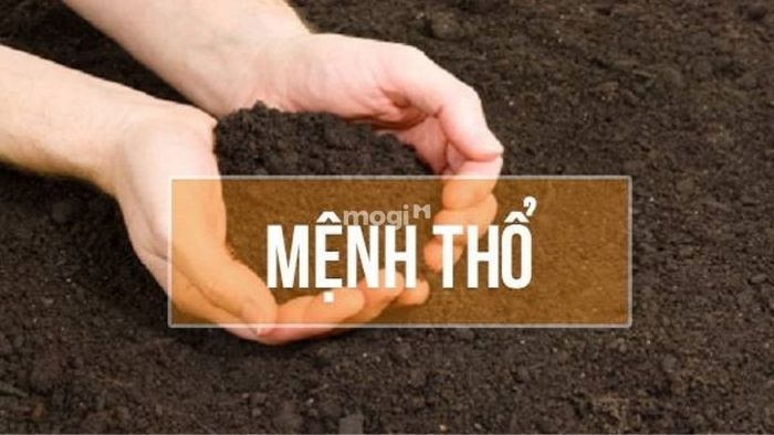Khám phá người mệnh Thổ phù hợp với cây gì?